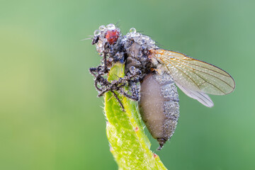 close up of a dead fly killed by entomopathogenic fungus at the tip of a leaf. © deZiGN
