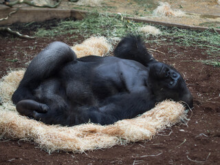 Black gorilla at Zoo
