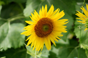 Sunflower blooming close-up.