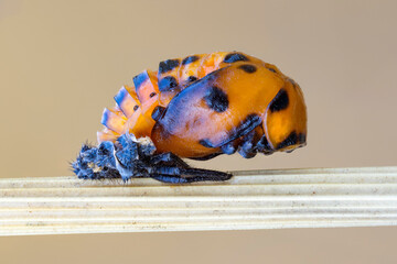 extreme close up of a ladybug pupa attached on a wild plant stem.