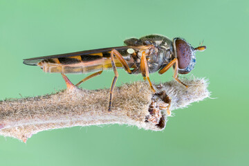 extreme close up of a hoverfly at the tip of a branch.
