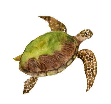 Beautiful watercolor turtle on a white background. Illustration for your print, postcards, website, mugs or bags. Painting for your own design