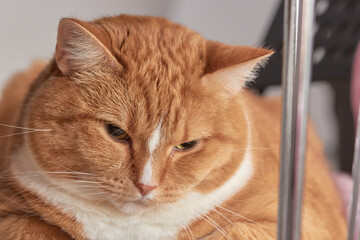 portrait of a red-and-white cat with smooth hair, obese