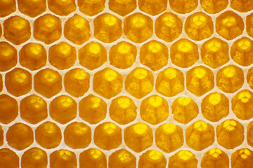 the honey in the comb to the light closeup. Natural background and texture.