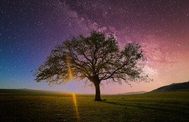 Fototapeta na wymiar lonely tree on field under milky way galaxy, Dobrogea, Romania