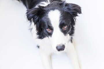 Naklejka na ściany i meble Funny studio portrait of cute smiling puppy dog border collie isolated on white background. New lovely member of family little dog gazing and waiting for reward. Funny pets animals life concept.