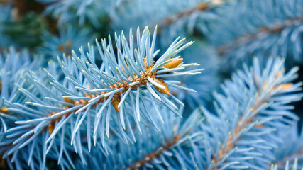 Naklejka na ściany i meble Blue fir tree at winter forest