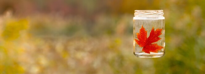 maple leaf in a bottle. panoramic view of maple leaf in a bottle on colorful background. signs of autumn image.	
