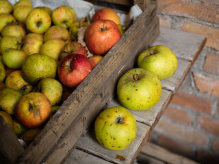 Harvest of organic apples in season