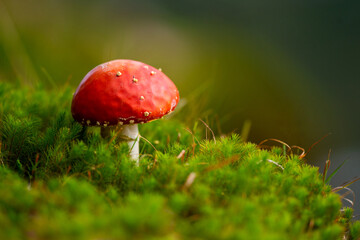 Fly Agaric Growing in the Grass