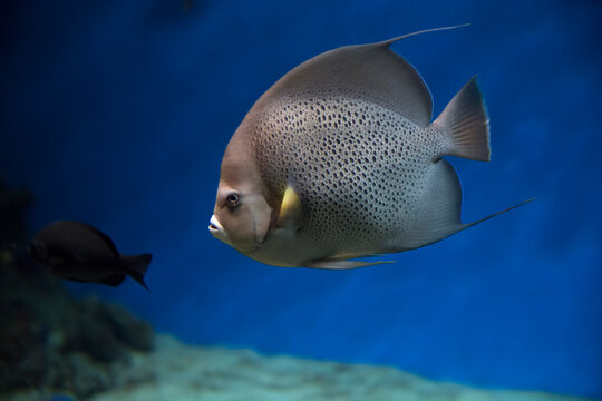 French angelfish (Pomacanthus paru). Fish under water. Blur.
