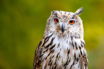 Beautiful shot of a bird of prey - great eagle owl.(Bubo bubo sibiricus)