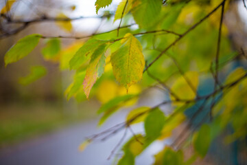 Autumn yellow green leaves on the background of the pond in October