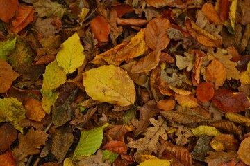 autumn leaves on the ground