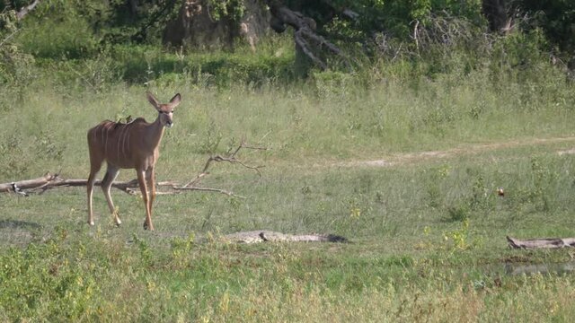 Greater kudu female walking around in Moremi Game Reserve, Botswana