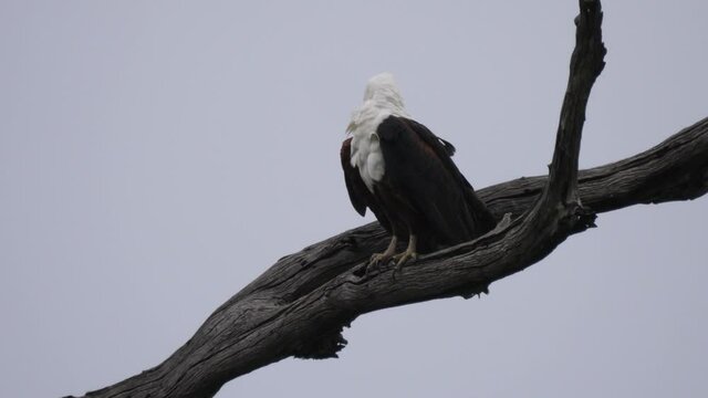African fish eagle preening his feathers in a tree in Moremi Game Reserve, Botswana