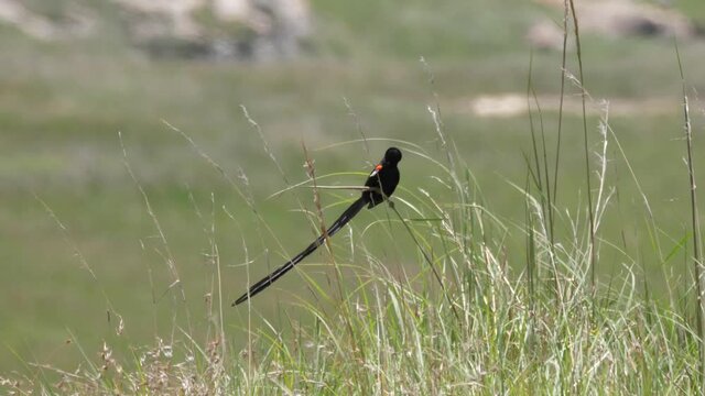 Long-tailed widowbird balancing in the wind
