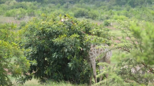 Giraffe eating from a tree at Kyle game reserve in Zimbabwe