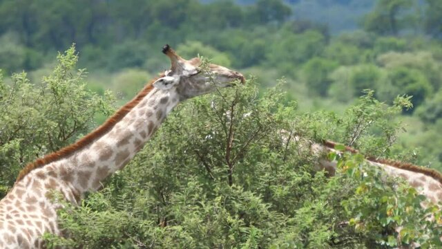 Two Giraffe eating from a tree at Kyle game reserve in Zimbabwe