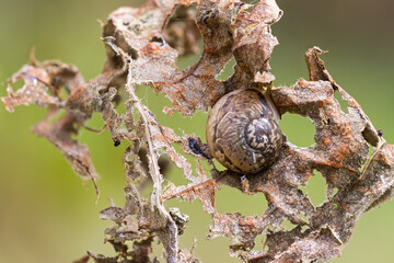 close up of a camouflaged land snail in hibernation on an autumn leaf.