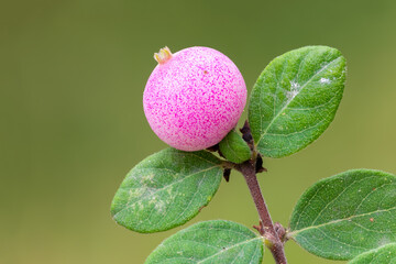 close up of a pink coralberry plant fruit.
