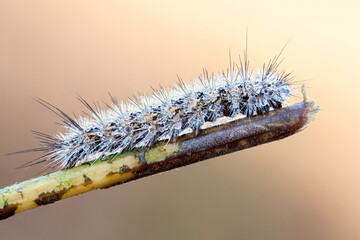 macro of a hairy caterpillar covered with dew drops on a  branch.