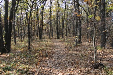 autumn in the forest
