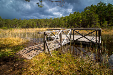 Fototapeta na wymiar Swamp, National Natural Landmark by the Macha lake, Czech Republic
