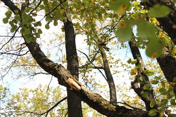 tree in the forest