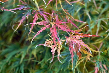 Blätter eines Japanischen Schlitzahorns
