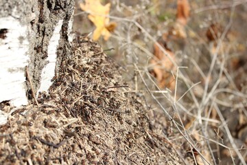 ants on the grass