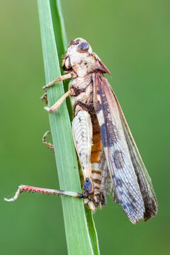Close Up Of A Dead Grasshopper Killed By Entomopathogenic Fungus On A Grass Blade.