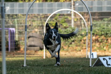 Hund im Hoopers Parcour