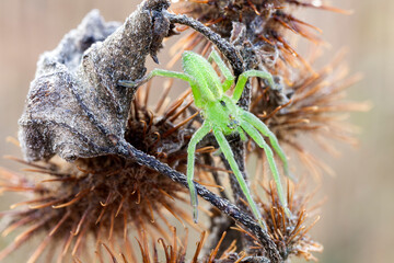 close up of a green huntsman spider on wild plant.