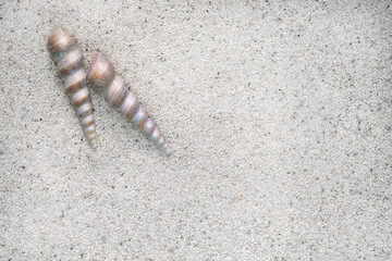 Two Spiral in shape Sea shell beside each other on sand .