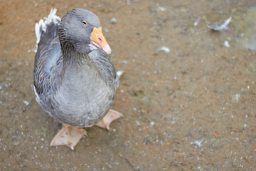 big gray flight goose looks tilting its head on the ground