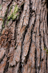 wood