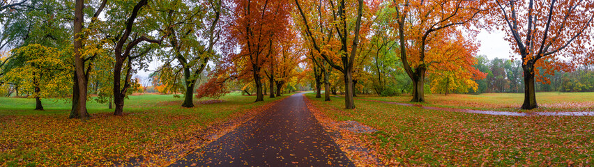 Naklejka premium Panorama over city park with different trees in Autumn colors at rainy day with heavy sky, Magdeburg, Germany.