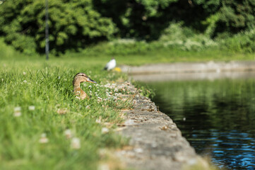 duck in the grass near the water