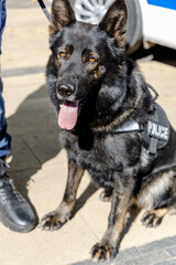 German shepherd happy police dog with orange eyes