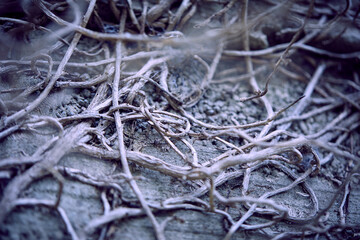 branches of the dry plant