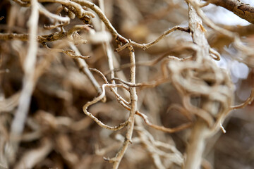 branches of the dry plant