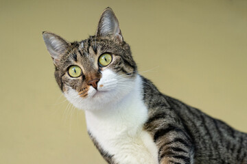 Portrait of a domestic cat