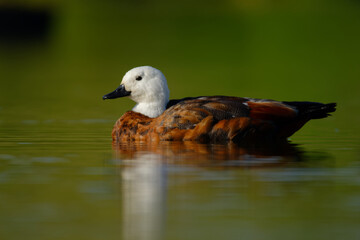 Paradise Shelduck - Tadorna variegata - putangitangi in the water in New Zealand, large goose-like...
