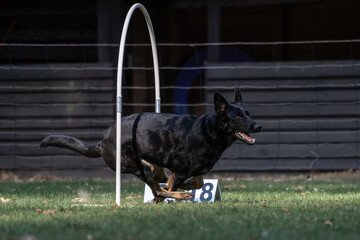 Hund im Hoopers Parcour