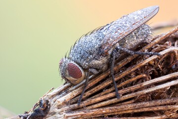 cose up of a cluseter fly covered with dew drops on a wild plant.