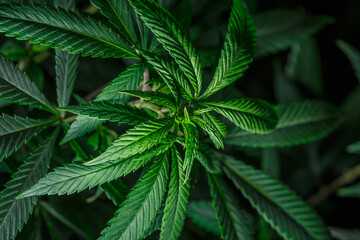 Fototapeta na wymiar Mature marijuana plant with bud and leaves. Marijuana plant texture on an indoor cannabis farm.The concept of Indoor grow marijuana. marijuana for recreational purposes.
