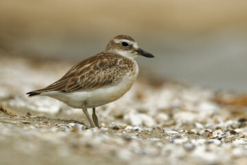 Charadrius obscurus aquilonius - New Zealand dotterel - tuturiwhatu on the beach in New Zealand,...