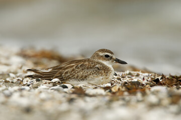 Charadrius obscurus aquilonius - New Zealand dotterel - tuturiwhatu on the beach in New Zealand, also called New Zealand Plover, Red-breasted Plover, maori names Tuturiwhatu, Pukunui, Kukuruatu