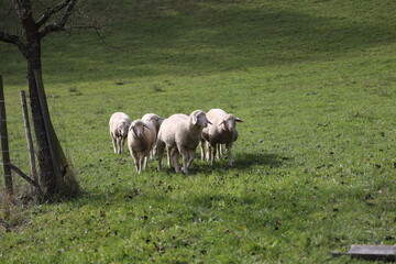 Obraz premium A herd of white sheep grazes on a fenced pasture
